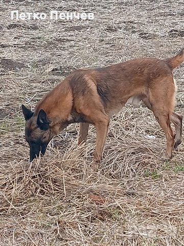 белгийска овчарка малиноа, снимка 6 - Белгийска овчарка - 54305738