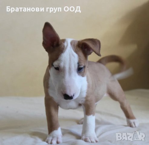 Мини Бултериери, снимка 5 - Бултериер - 44146951