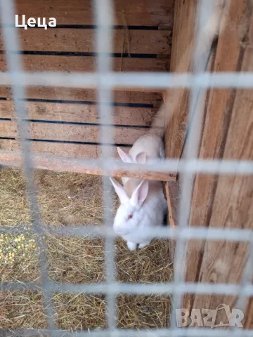 Зайци Цика, снимка 2 - Други - 49628612