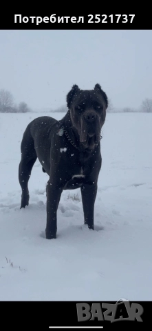 Кане корсо , снимка 4 - Кане корсо - 52829214