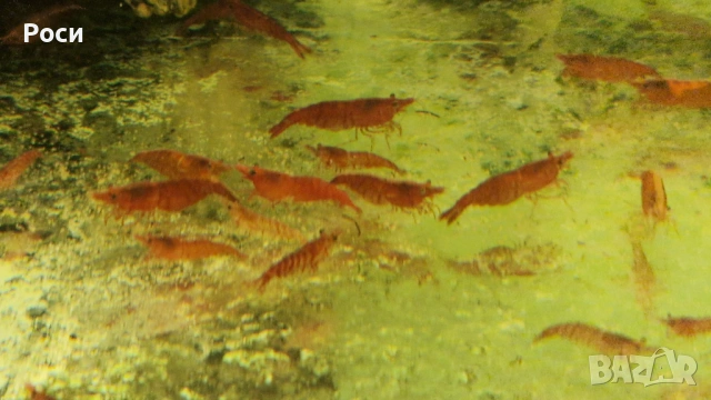 Продавам червени скариди/ ред чери/ ред сакура, снимка 12 - Рибки - 54019242