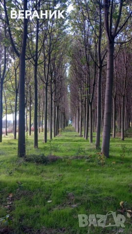 Пауловния трупи, снимка 3 - Строителни материали - 52405145