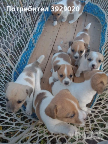 Джак Ръсел териер, снимка 1