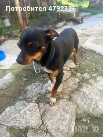 Продавам мъжки пинчер