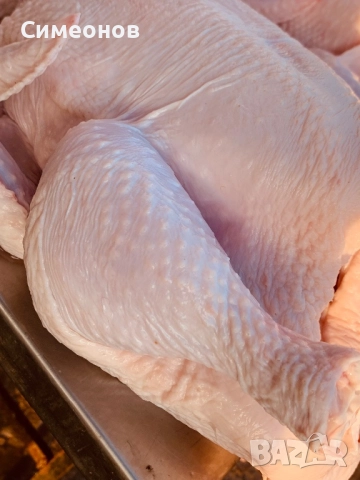 Пилета,петлета, снимка 5 - Кокошки и пуйки - 52852562