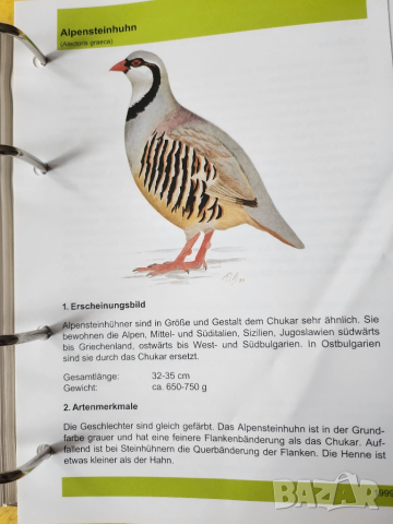 Декоративни птици - Немски стандарт (официален), цветен, над 300 вида описани, критерии за оценка..., снимка 6 - Енциклопедии, справочници - 52341558