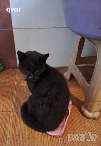 Подарявам мъжко коте