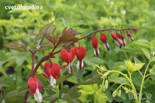 Dicentra spectabilis Valentine (Дицентра Валентин), снимка 2 - Градински цветя и растения - 51690967