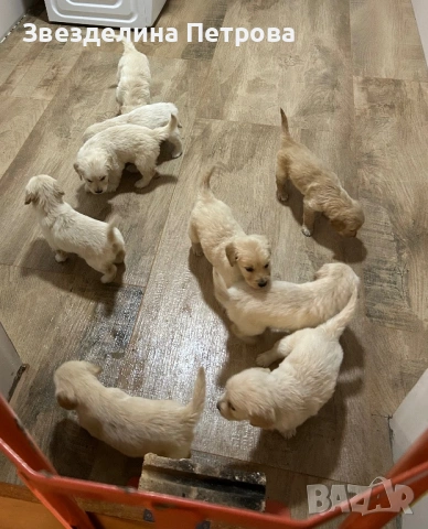 ГОЛДЪН РЕТРИВЪР, снимка 3 - Голдън ретривър - 54084435