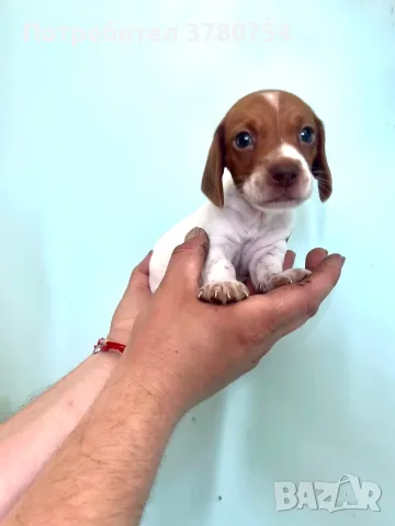 Дакел пиебалд piebald dachshund 