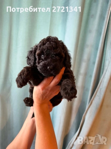 Мини пуделчета, снимка 6 - Пудели - 52762580
