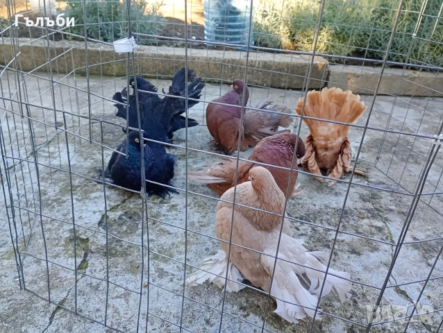 Ростовски гълъби , снимка 2 - Гълъби - 51955942