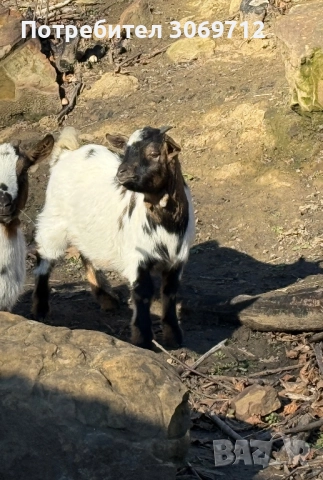 Мини холандски пръчлета, снимка 3 - Други животни - 52996529