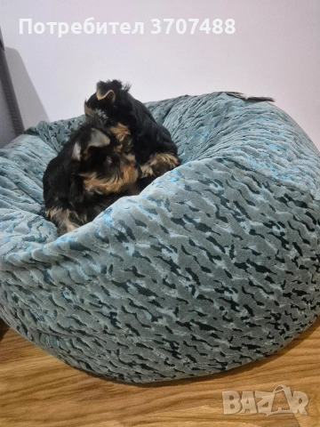 йоркширски териер , снимка 6 - Йоркширски териер - 53086782