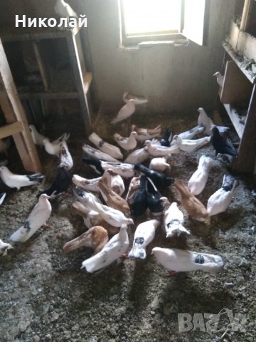 Продавам гълъби бемкалий палбелий поморийски пазарджишки млади бели гълъби за свадба, снимка 3 - Гълъби - 33750811