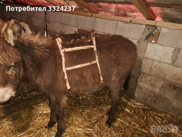 продавам мъжко магари на 6 месеца , снимка 3 - Коне - 53267256