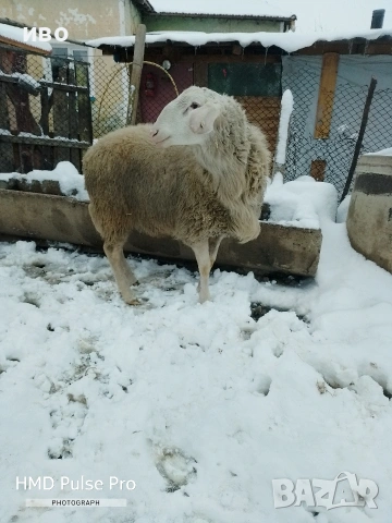 Овен , снимка 5 - Овце - 53335551