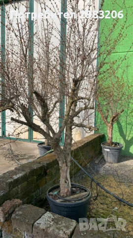 Продавам растения от нар, снимка 4 - Градински цветя и растения - 54081734