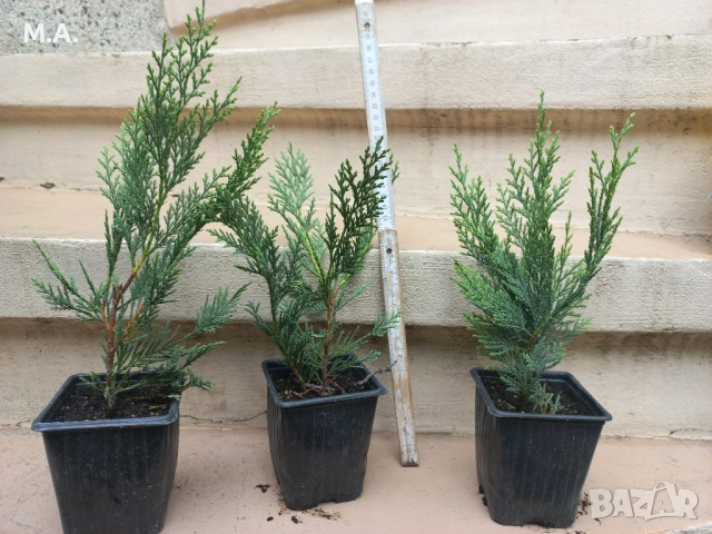 Предлагам разсад на кипарис Лейланд в контейнери