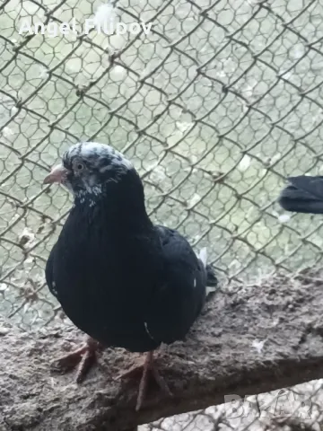 Пазарджишки гълъби, снимка 16 - Гълъби - 29897833