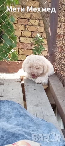 лагото, снимка 18 - Други - 51213827