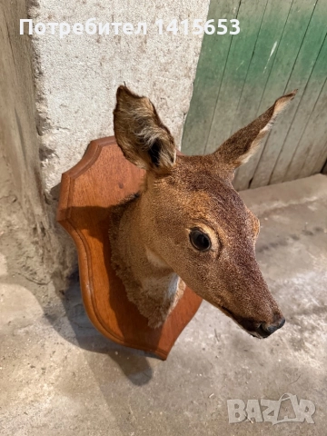 Продавам препарирана сърна, снимка 3 - Антикварни и старинни предмети - 52931129