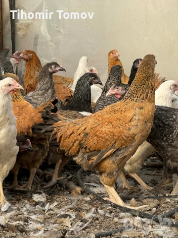 продавам ярки кръстоска за яйца и месо , снимка 2 - Кокошки и пуйки - 54167627