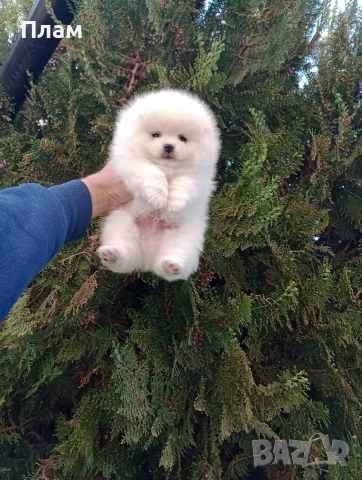 Померани.Реални снимки!