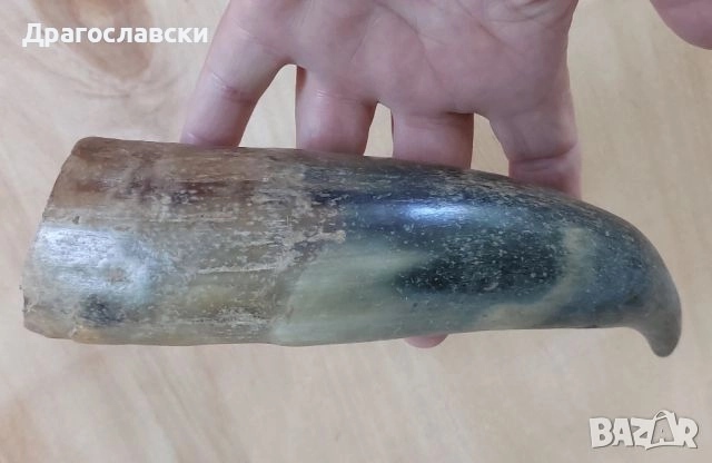 Рога, рогове: Кух рог  - 20, 15, 19 см, плътен, дръжка, снимка 7 - Други - 46576361