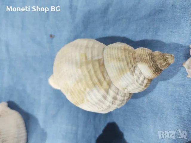 Океански дарове., снимка 4 - Други ценни предмети - 48999717