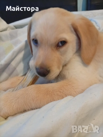Лабрадор Ретривър , снимка 2 - Лабрадор ретривър - 53240289