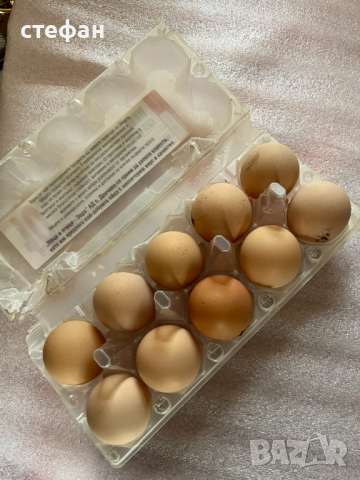 Продавам яйца за люпене Черен австралорп и Италианка, снимка 4 - други­ - 44811006