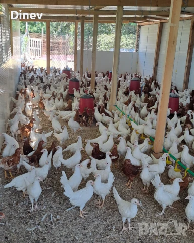 Бял легхорн, ярки, кокошки , снимка 2 - Кокошки и пуйки - 50911801