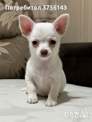 Мини Чихуахуа Момиченце, снимка 3 - Чихуахуа - 53065824