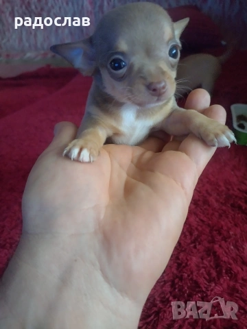малки кутрета пинчер чихуахуа , снимка 8 - Чихуахуа - 54281247