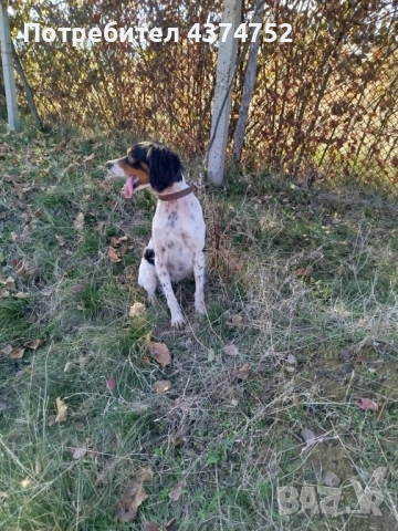 Женски бретон шпаньол, снимка 7 - Бретон шпаньол - 52876247