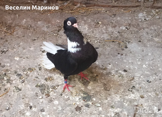 продавам  шуменски  гьлаби  и  американски храна4и