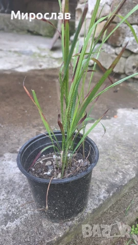 Продавам растения декоративна трева Императа (red baron), снимка 1