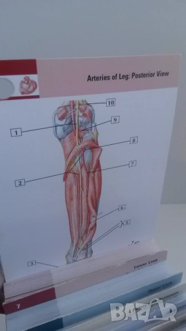 Флаш карти по анатомия Netter's Anatomy Flash Cards - 5th edition, снимка 7 - Учебници, учебни тетрадки - 54084473