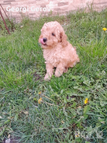 Продавам мини пуделче , снимка 4 - Пудели - 54099476