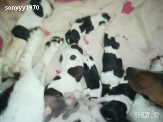 ДЖАК РЪСЕЛ БЕБЕТА-РОДЕНИ ДНЕС 11.08.25г 1108251538, снимка 13 - Джак ръсел териер - 51328877