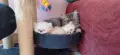 персийски котета, снимка 4