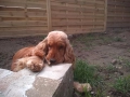 кокер шпаньол червен класически момче, снимка 9