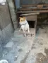 Джак ръсел женско, снимка 2
