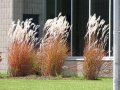 Мискантус Пурпурасценс, студоустойчива трева, снимка 4