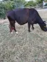 Продавам бременни крави , снимка 1