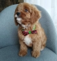 Cavapoo/Mini poodle , снимка 3