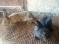 Зайци домашни различни видове, снимка 1