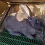 мъжки зайци великани , снимка 6