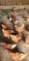 Продавам кокошки, снимка 1 - Кокошки и пуйки - 44746561